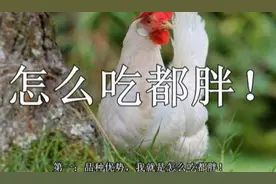 从生到死只要45天，为什么鸡可以长这么快？西瓜视频大神为你解答图片