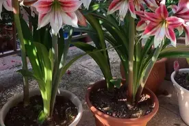 7种“漂亮花”，秋天播种正当时，撒几颗种子，立冬就能开花图片