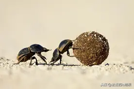 为什么澳大利亚要从中国进口屎壳郎，他们本地的屎壳郎不够用吗？图片