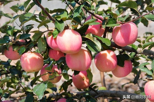 最好的全营养氨基酸叶面肥，产量能翻番，一季只需喷3遍