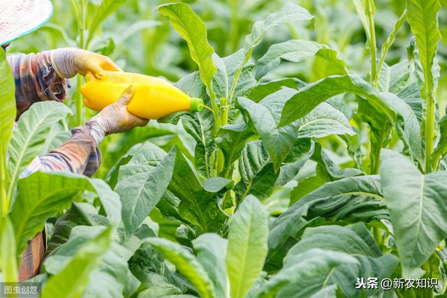 烟草的种植技术很重要，懂得这些方面，就可以种好