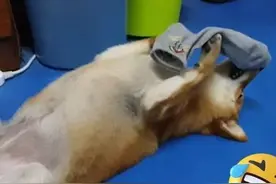 狗狗咬着主人的臭袜子竟然睡着了！狗子的喜好真难懂图片
