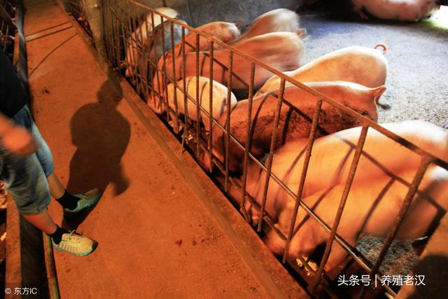 猪场用药不能瞎搞，用药的目的是什么，有啥不良反应？