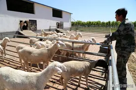 养羊赚钱少，和圈舍有很大关系！北方的羊舍应该怎么建？图片