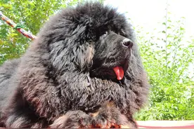 长白山养蛙人靠藏獒巡逻护蛙，但藏獒遇到野狼战况如何（1）图片