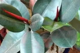 橡皮树叶子发黄的原因图片