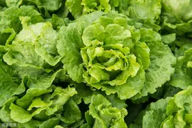 生菜叶片边缘枯萎的发病原因和防治措施，提高菜农种植效益图片