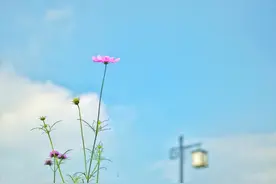 女人，大多都想拥有一个蓝颜知己图片