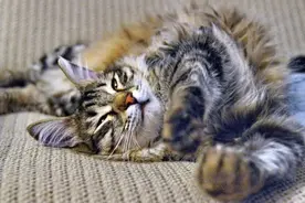 如何让猫咪喜欢剪指甲？图片