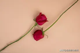 玫瑰与鞋带，爱与付出图片