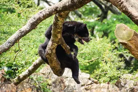 不要抱走熊宝宝！采伐工抱走四只熊崽，两只老熊舍命大闹林场图片