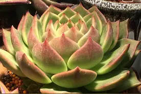 秋天来了，邀你亲眼见证一下秋天多肉的美图片