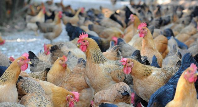 养鸡中用味精，还有这么大的用处，味精喂鸡应该都是第一次听说吧