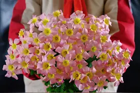 适合秋天栽种的种球花卉，秋冬看花就靠它们，喜欢别错过图片