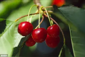 大樱桃低产园改造，控旺促花栽培技术，这几点不妨看一看图片