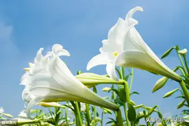 教你用百合做冰凉爽口，清甜细腻，拥有超高颜值的夏日甜品图片
