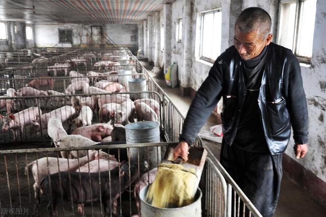 近三年鸡肉价格走势图 2026年近三年鸡肉价格走势图最新
