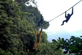 20多年从2000只被猎杀到只剩几只，海南长臂猿还有未来吗？图片