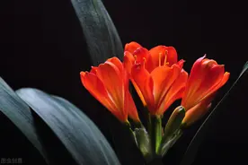 君子兰开花晚颜色淡？了解原因巧应对，开花早花鲜艳很轻松图片