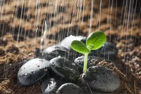 最好的人生：身上有刺，心中有光图片