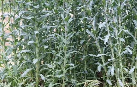 养鸡人都在收藏，农村随处可见廉价中草药，养鸡调理肠道用这些