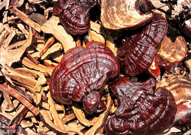 肉灵芝具有7大功效，可惜很少有人全了解，别再忽略了