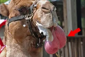 为了交配会将自己“胃”吐出，骆驼的冷知识你知道吗？图片