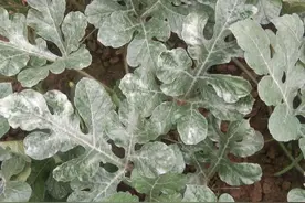 西瓜发生白粉病搞不定？结合管理做好这4点，多措并举“解决”它图片