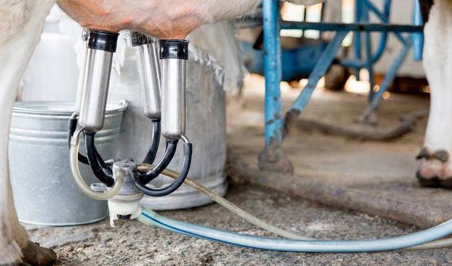 舌尖上的安全（8）——解读牛奶中的β-内酰胺酶