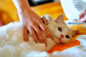撸猫有风险！喜欢养猫的人都有可能感染这种病图片