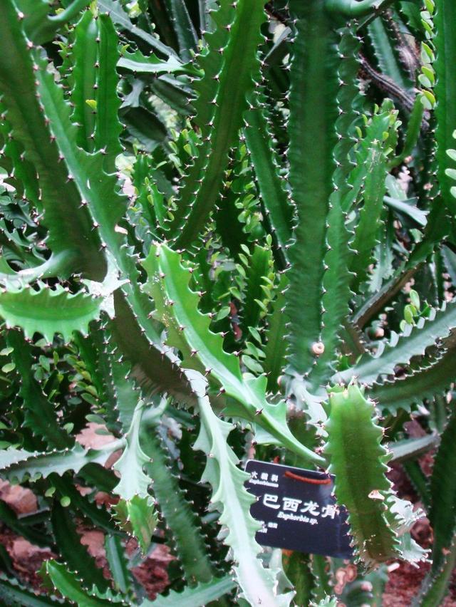 5种有毒的多肉植物,你家可能就有一盆,养护需小心