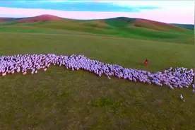 亮丽风景线 被称为“肉中人参”苏尼特羊肉为什么这么好吃？图片