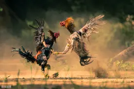 雅俗共赏：古代斗鸡之趣图片