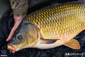 野钓偶遇大鱼不要急，掌握这几点小技巧，大鱼跑不掉图片
