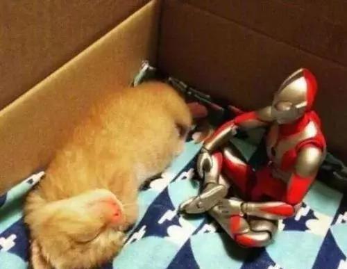 自从猫咪有奥特曼陪伴后，变得异常活跃，看到相处模式主人舒服了