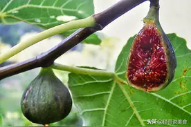 无花果中有昆虫的尸体，是真的吗？那我们还能好好吃无花果吗？图片