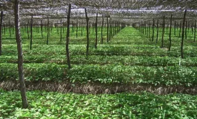 鏋佸湴澶╃劧瑗挎磱鍙傦紝鍛婅瘔浣犱笉鐭ラ亾鐨勫仴搴风瀵? onerror=