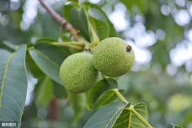 核桃树种植技术，进行合理科学的栽培方法，有助于提高种植效率图片