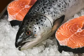 外媒曝光了挪威三文鱼养殖真相吗？图片