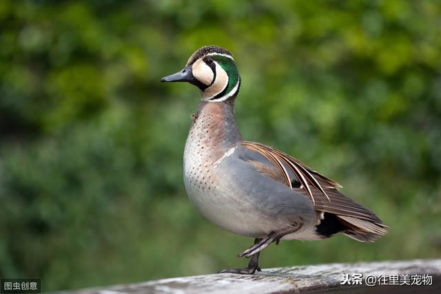 详解宠物鸟饲养过程中，常见内、外科疾病的症状及防治方法