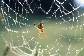 动物冷知识，蜘蛛身体80%都是大脑图片