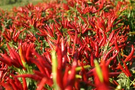 价格比肩猪肉，比葱涨得还猛，消费者说买不起，辣椒今年咋了？图片