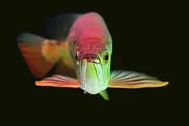 龙鱼缸灯光与时间的合理搭配经验谈图片