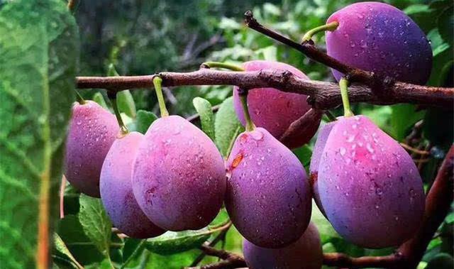 世界上最甜的水果排名，甘蔗居然没上榜