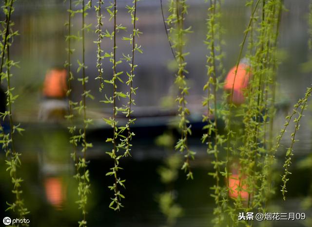原来“碧玉妆成一树高”中的“碧玉”是这样理解的