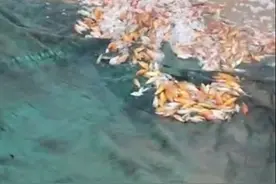 以一己之力改变黄河生态？有人将数万条锦鲤放生黄河图片