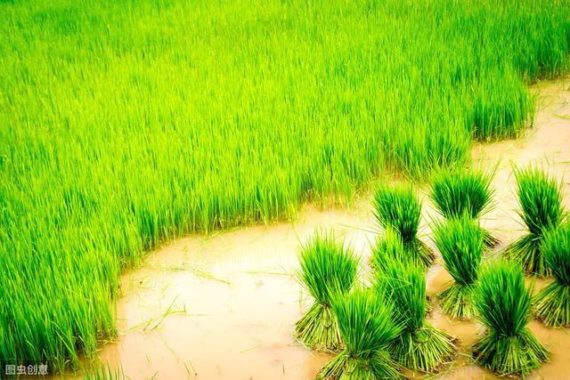 鍚皑鍩洪吀姘存憾鑲ユ枡鏈変粈涔堢壒鐐癸紵瀵逛綔鐗╁彂鑲茬殑褰卞搷锛熶粈涔堟椂鍊欑敤濂斤紵