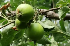 少有的根茎类水果，仿佛“从天而降”，谁也说不清从何而来？图片