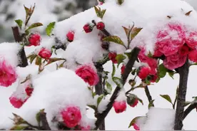 四月飞雪！山东再次入春失败？图片
