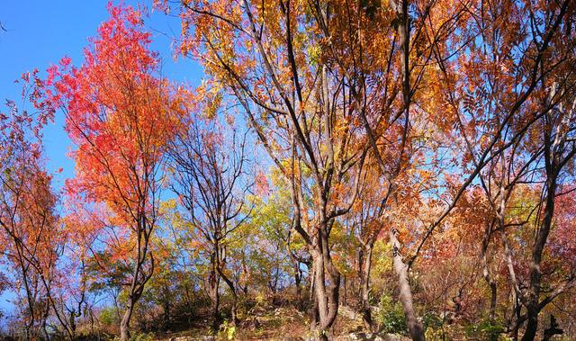 这种水果你吃过吗，绵软能用吸管嘬，其中良品晒干晾制后还有流心